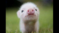 养一只小香猪是怎样的体验？