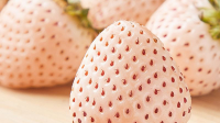 你老婆怀孕了，特别想吃白草莓。已知白草莓150元一斤，经济水平一般的你会买吗？