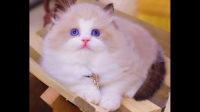 布偶猫过于黏人是怎样的体验？