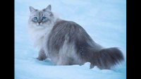 养一只挪威森林猫是什么体验？