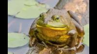 现在吃牛蛙真的会感染寄生虫么？