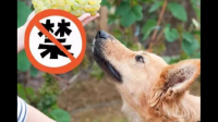狗能吃葡萄吗听说会肾衰竭是真的吗？