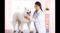 为什么兽医要求给生病猫狗做全面检查？