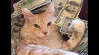 养一只猫的基本花销是多少？