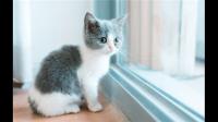 猫口炎的治疗方案方法？