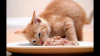 每天一根猫条有害吗？猫猫也正常吃粮食？有害的