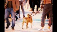 杭州市养犬目前需要遵守哪个法律法规?