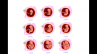 胎儿1—40周的发育过程？