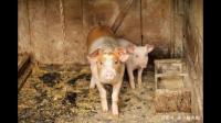 为什么猪每天吃草，吃糠这些低热量没营养的东西还能长这么肥？