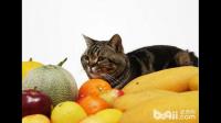 猫咪可以吃水果吗？