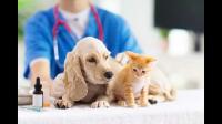 如何选择一家靠谱的宠物医院或诊所？
