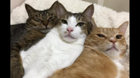 家里养三只猫好吗？