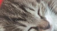 最好养的猫品种是什么？