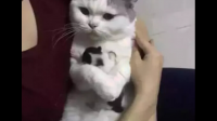 抱起猫的正确姿势是怎样？