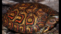 木纹龟对饲养条件有哪些要求？