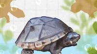 新手适合养哪种蛋龟，互动性好一点的，体型可以稍微大一点？