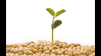 如何把黄豆当成日常口粮食用？