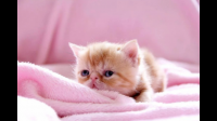 2个月大的猫每天应该吃什么，每顿猫粮+猫奶糕+罐头可以吗，需要羊奶粉吗？