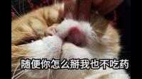 猫咪喂药困难，已试过放水里、粮里和罐头里均不管用，宠物医生也喂不进去，咋办？