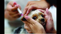 猫三联和狂犬疫苗能同一针注射吗？