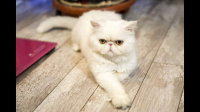 加菲猫真的很丑吗？