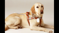 如何向孩子解释导盲犬为什么能认识陌生的路呢？