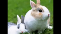 想问一下，新手养兔兔需要准备些什么？