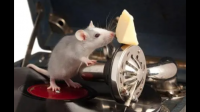 有什么驱赶老鼠的方法吗？