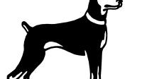 养昆明犬是一种怎样的体验？