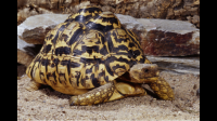哪些乌龟可以任意饲养不违法？