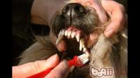 从牙齿判断狗狗年龄？