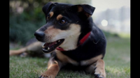 如何评价现在全网中华田园犬饭圈化，无脑吹田园犬还要踩一捧一？