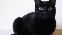 为什么这么多人认为黑猫不吉利？