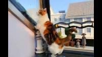 猫为什么喜欢看窗外？