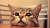 有时对猫学猫叫「喵」之后猫咪也会回个「喵」，它是什么意思？
