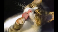 猫舔完屁股的嘴不是会很脏么？