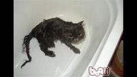 猫咪第一次洗澡时，主人该注意什么？