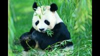 如何看待暖暖大熊猫饲养员的辞退?