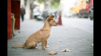 投喂流浪猫狗是不是一种伪善的行为？