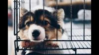 狗长大了还会踩到自己的屎尿吗？排便尿尿会有