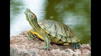 作为一个新手怎么饲养小巴西龟呀？