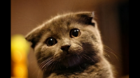 哪个品种的猫在颜值和好养程度上都比较高呢？