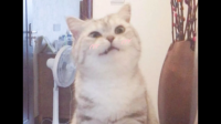 猫咪是怎么分辨主人和陌生人的呢？