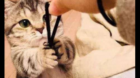 大家都是出于什么理由养猫的？