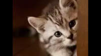 可以给领地意识过强的猫使用精神类药物吗？猫也会得精神病吗？