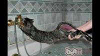 我就想问一问怎么给猫洗澡？极其怕水，花洒一碰