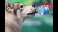 狗狗每天正常的饮水量是多少？