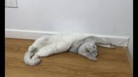 每只猫味道都不同？我们沉迷吸猫时，吸的到底是什么?