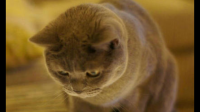猫咪会用猫砂 但是突然开始在床上尿尿是为什么？