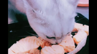 猫咪可以吃三文鱼吗？为什么？